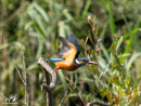 Kingfisher - Zimorodek